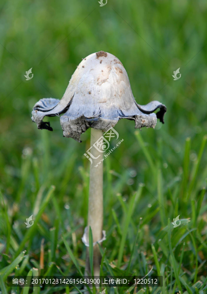 野生草坪蘑菇