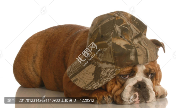 可憐的狗