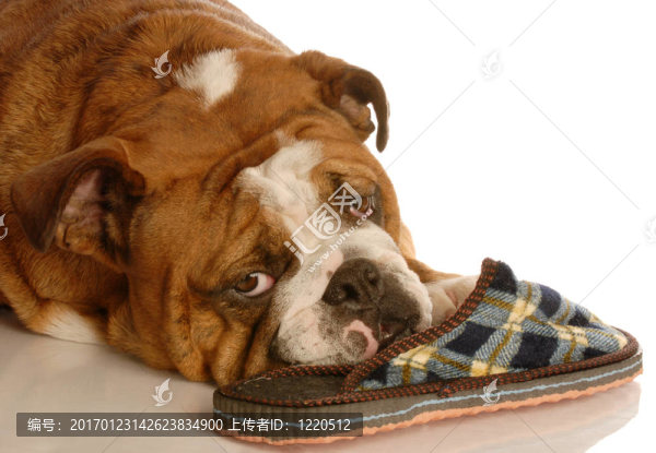 斗牛犬與拖鞋