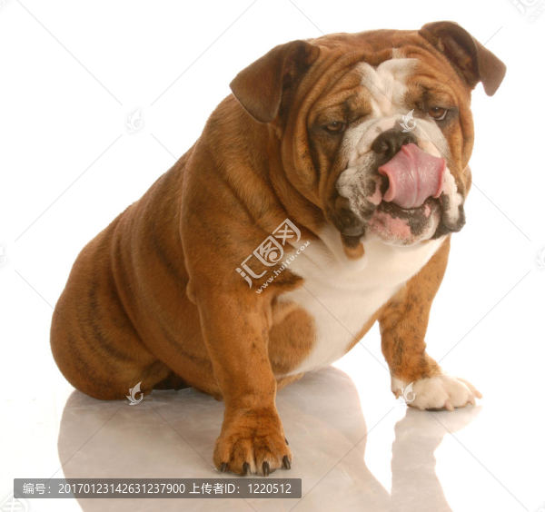 狗舔嘴唇