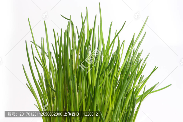 新鮮韭菜