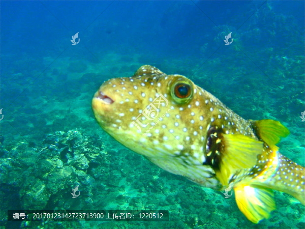河豚魚