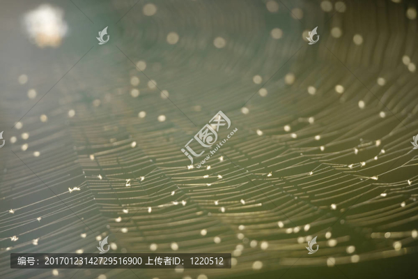 網(wǎng)狀物