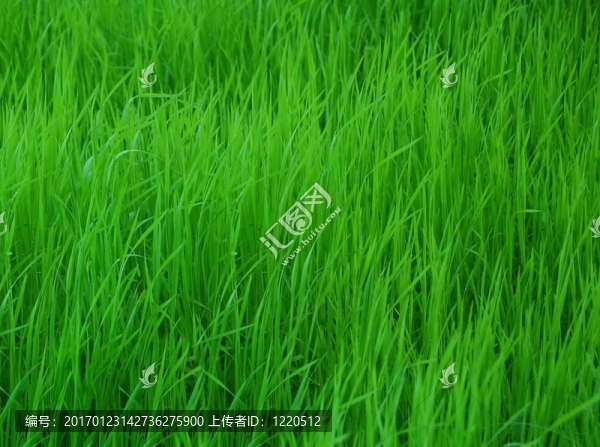 草地背景