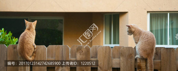 籬笆上的貓