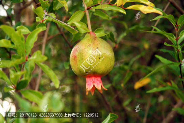石榴