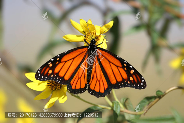 帝王蝶（Danaus,plexippus）春天