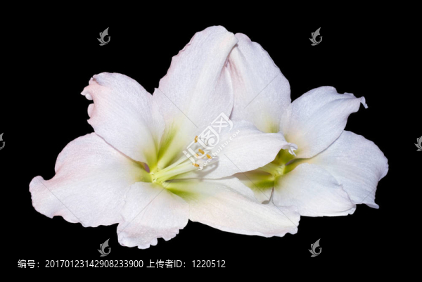 花在黑