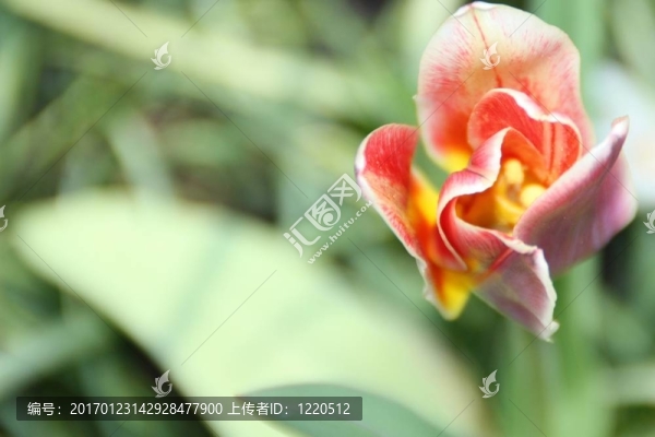 郁金香特寫