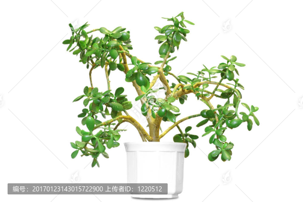 花盆