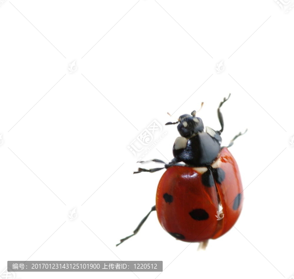 昆蟲
