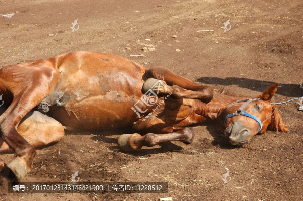 棕色的馬