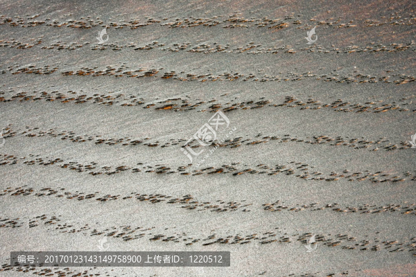 深色木材紋理