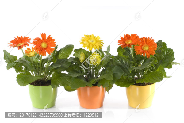 非洲菊