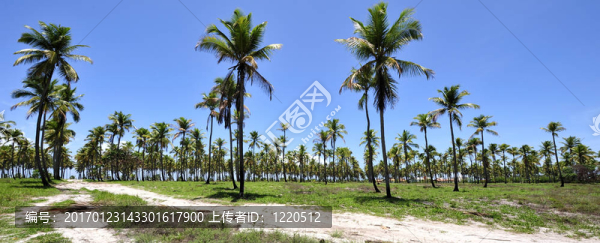 天堂海灘巴西