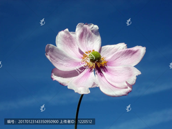 日本銀蓮花
