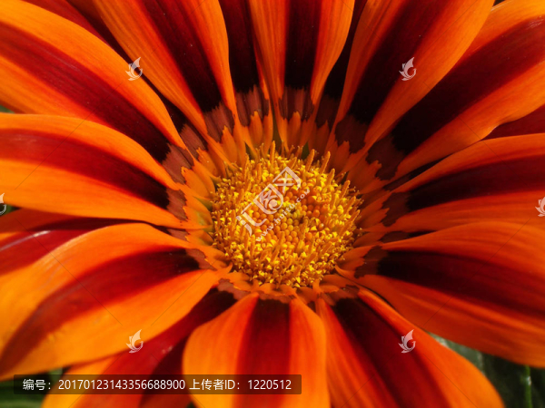 菊虎斑混合-匯圖網(wǎng) www.fosd68.com 菊虎斑混合