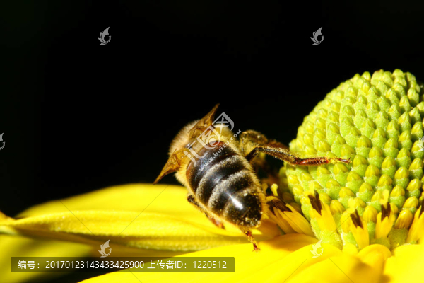工作的蜜蜂
