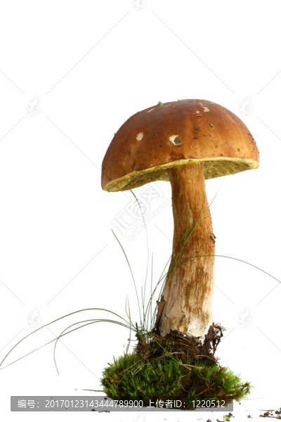 孤立的牛肝菌