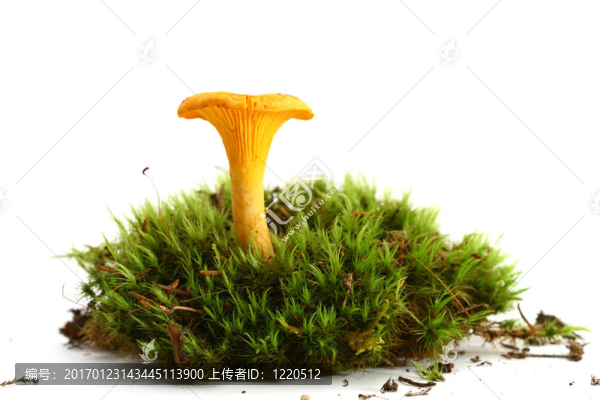 孤立的蘑菇
