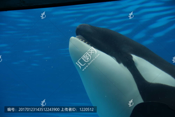 虎鯨