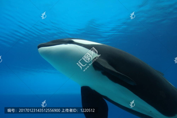 逆戟鯨