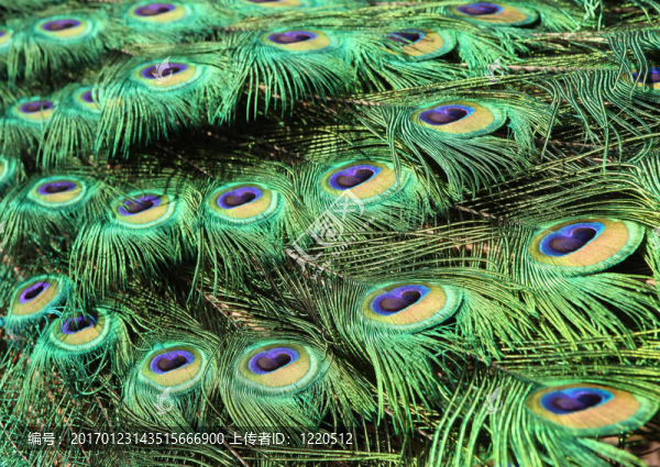 鮮艷多彩的孔雀羽毛-匯圖網(wǎng) www.fosd68.com 鮮艷多彩的孔雀羽毛