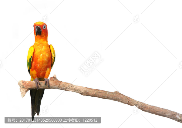 在一份分Sun,Conure,Parrot空間
