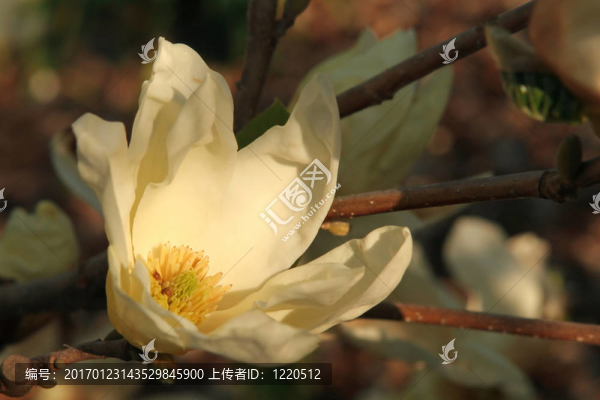 夕陽米黃米黃玉蘭花