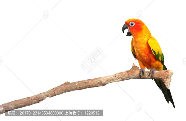 Sun,Conure,Parrot尖叫著在樹枝上
