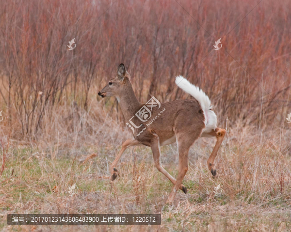 奔跑的鹿