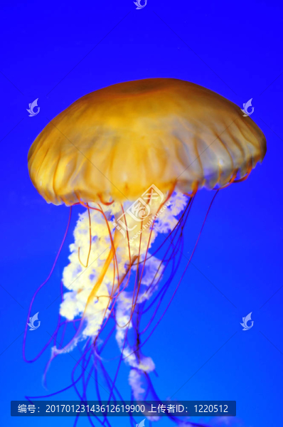 漂浮的水母
