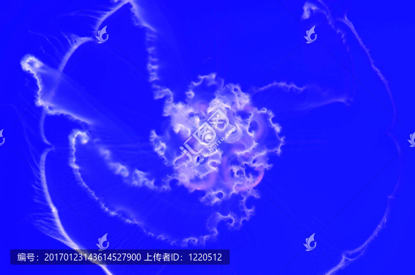 月亮水母