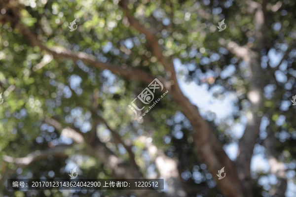 散焦的橡樹