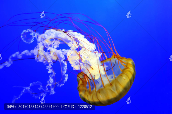 海蕁麻水母