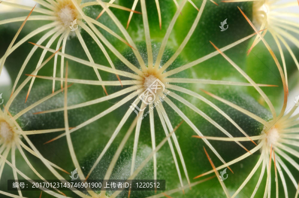一個小的仙人掌圖片