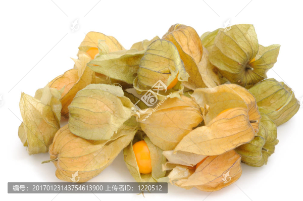 酸漿果實(shí)孤立在白色背景