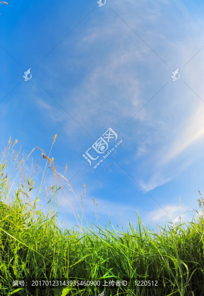 高高的草