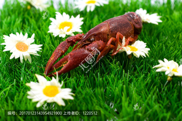 小龍蝦和蝦
