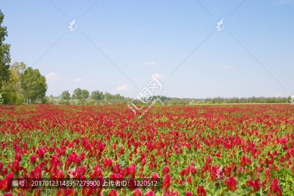 他是一個(gè)紅色的領(lǐng)域。