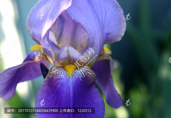 近距離美麗的花