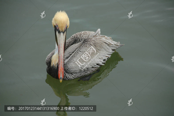 鵜鶘