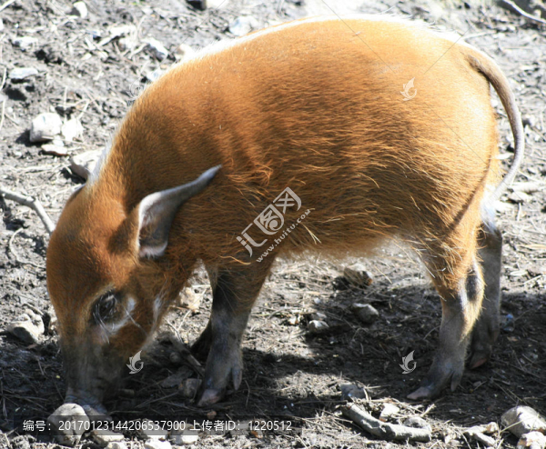 紅豬3-匯圖網(wǎng) www.fosd68.com 紅豬3