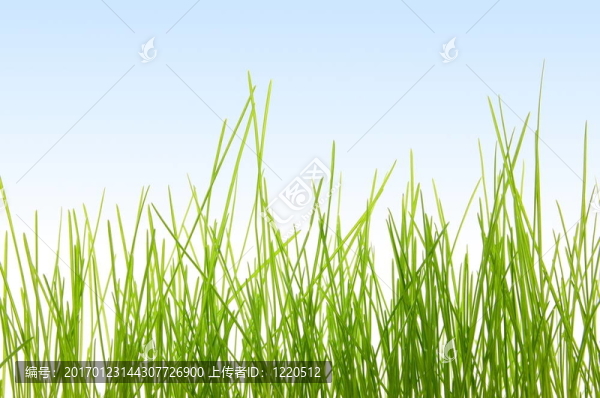 草