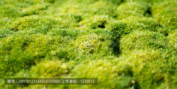 莫斯接近-匯圖網(wǎng) www.fosd68.com 莫斯接近