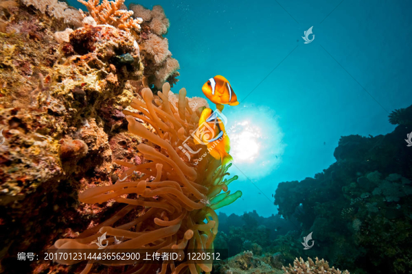 小丑魚；太陽和海洋