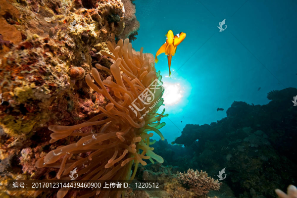 小丑魚；太陽和海洋