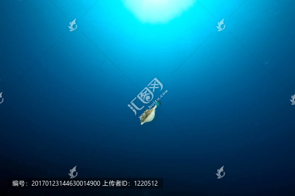 Boxfish；太陽和海洋
