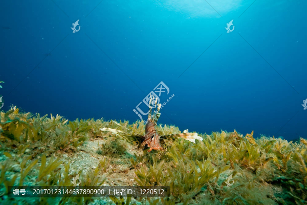 獅子魚和海草