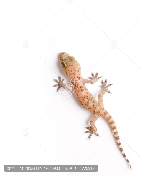 壁虎爬